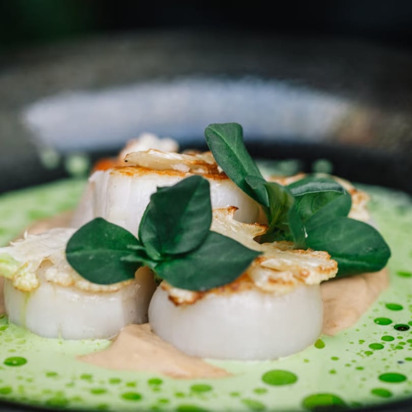 Seared scallops with green foam, beige sauce, and fresh herbs on a dark plate.