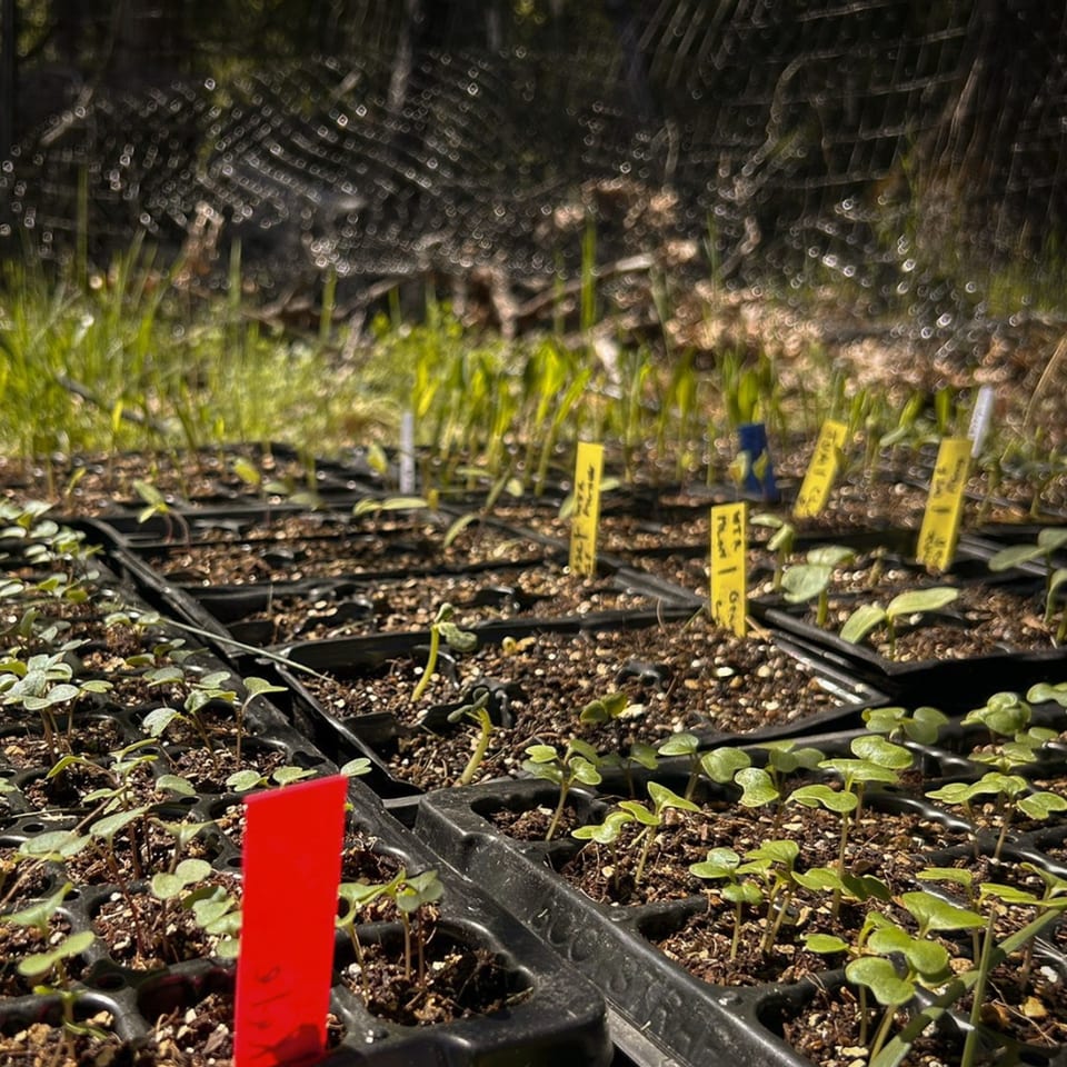 Close-up of small green seedlings growing in black trays with yellow and red plant markers.