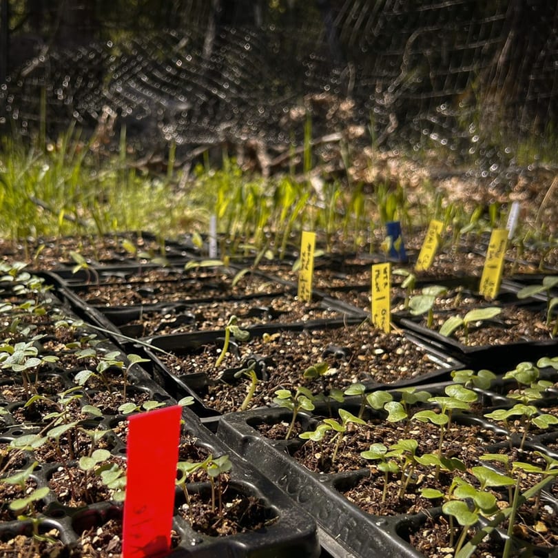 Close-up of small green seedlings growing in black trays with yellow and red plant markers.